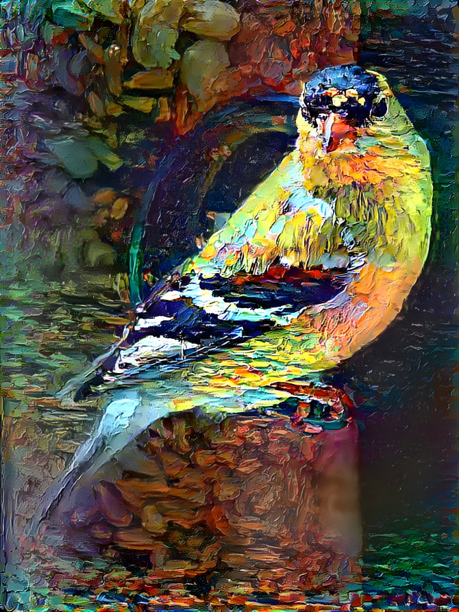 oil bird