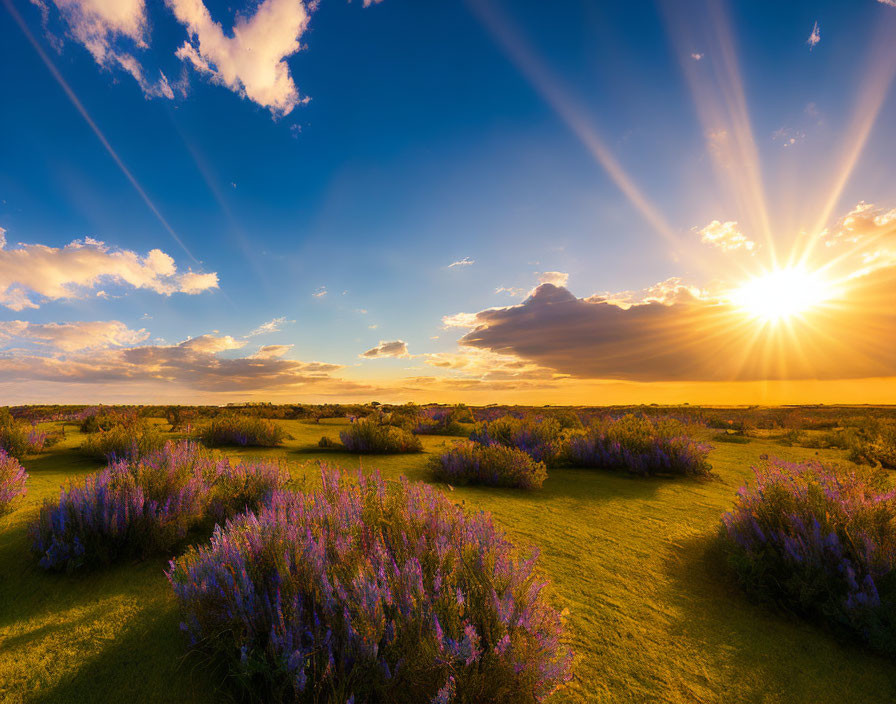 Colorful sunset over purple flower field under cloudy sky