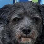 Detailed black and gray puppy painting on speckled blue background