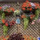 Vibrant flower baskets on rustic wooden door with hanging green plants