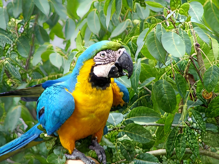 Blue and yellow macaw