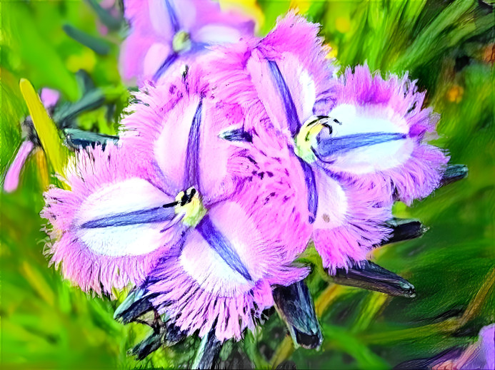 Thysanotus multiflorus