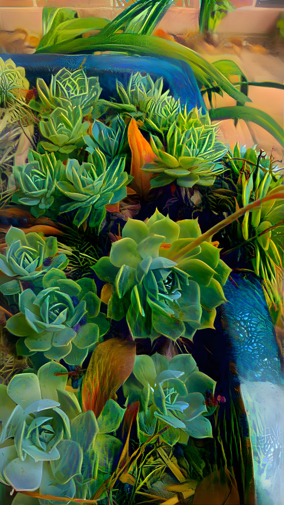 Succulents