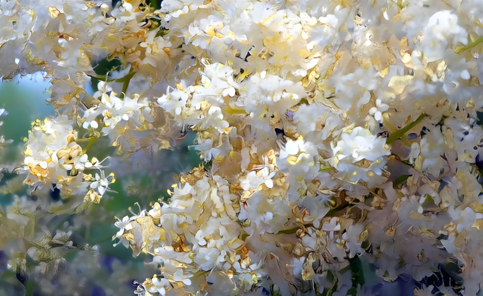 Japanese Lilac