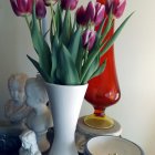 Vibrant red and yellow tulips in white vase with teacup on table