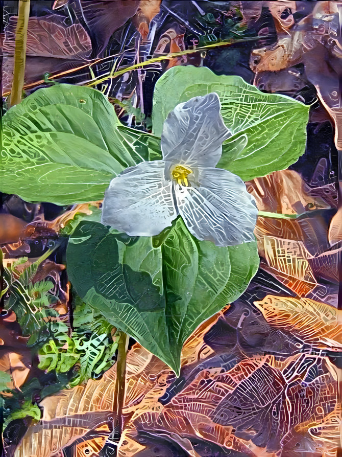 Trillium grandiflorum