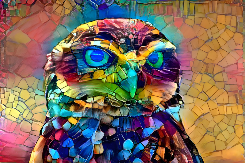 Color Owl