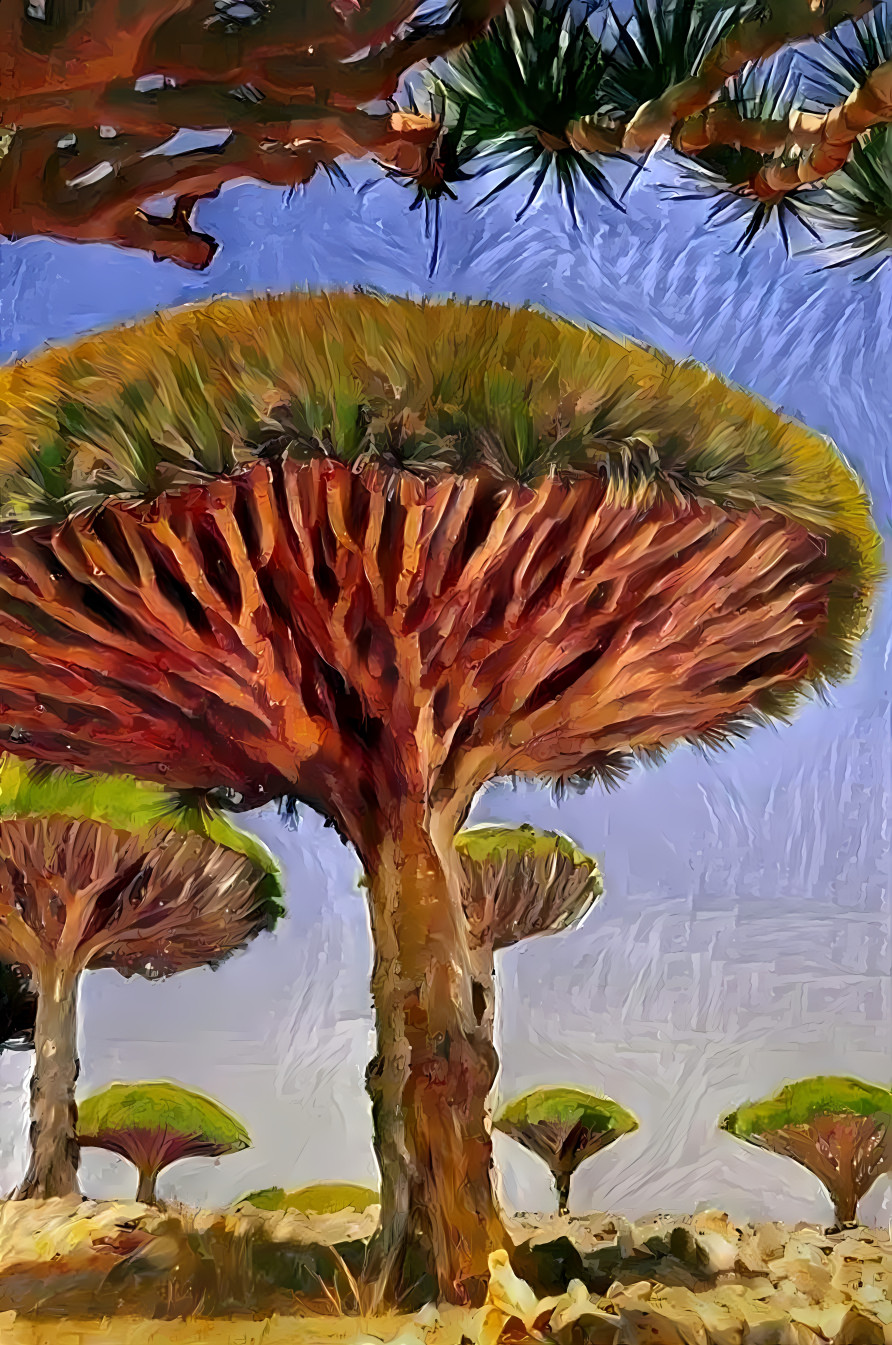 dragon blood trees