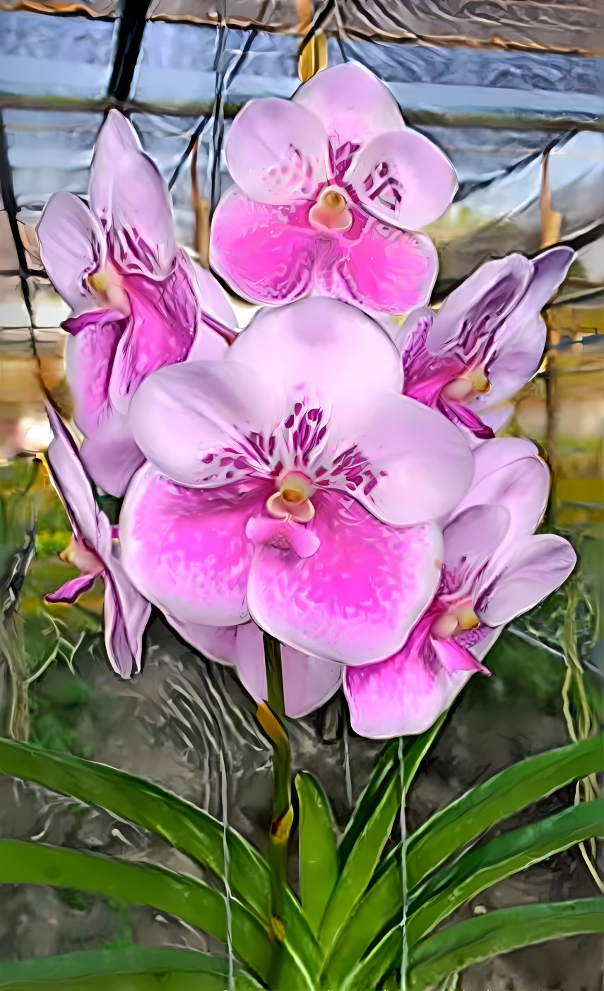 pink moon orchid