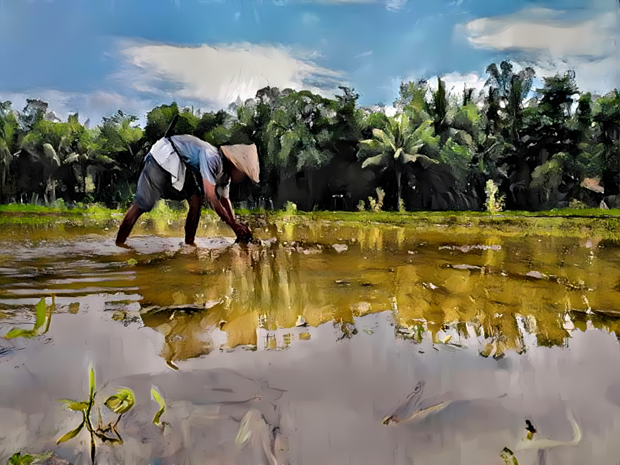 planting paddy seeds