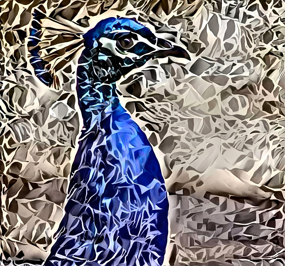 blue peacock