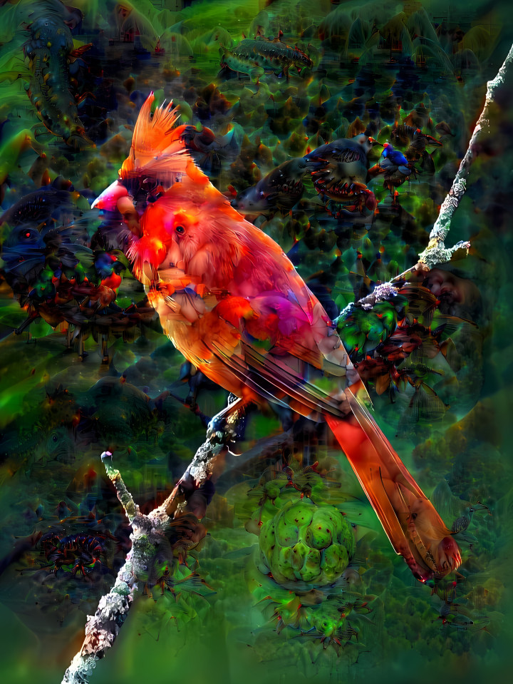 red bird