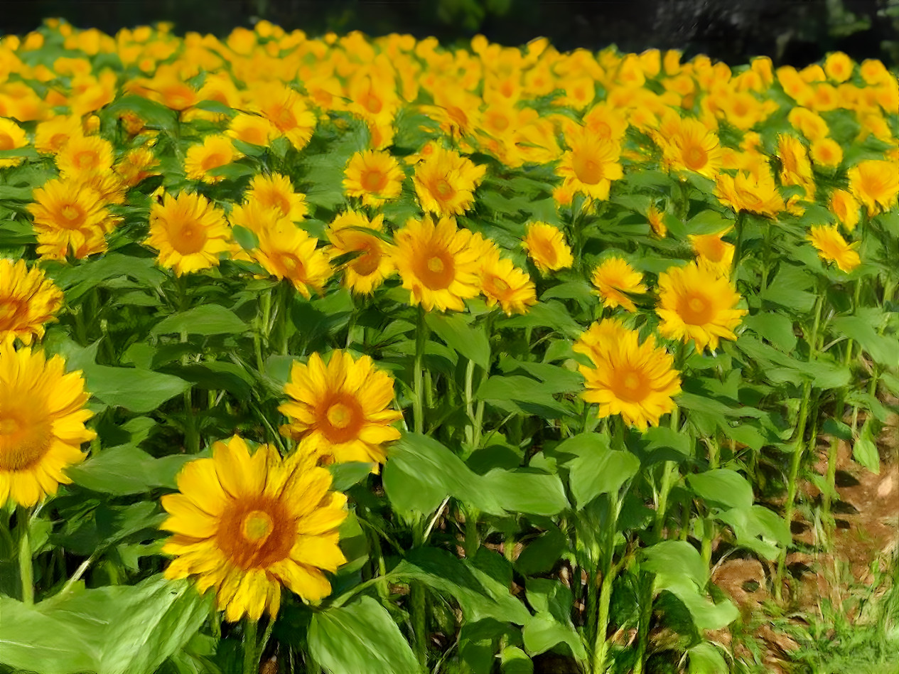 sunflower field