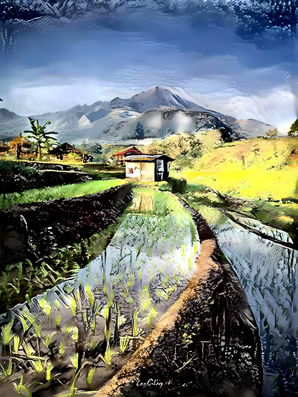 paddy field in indonesia