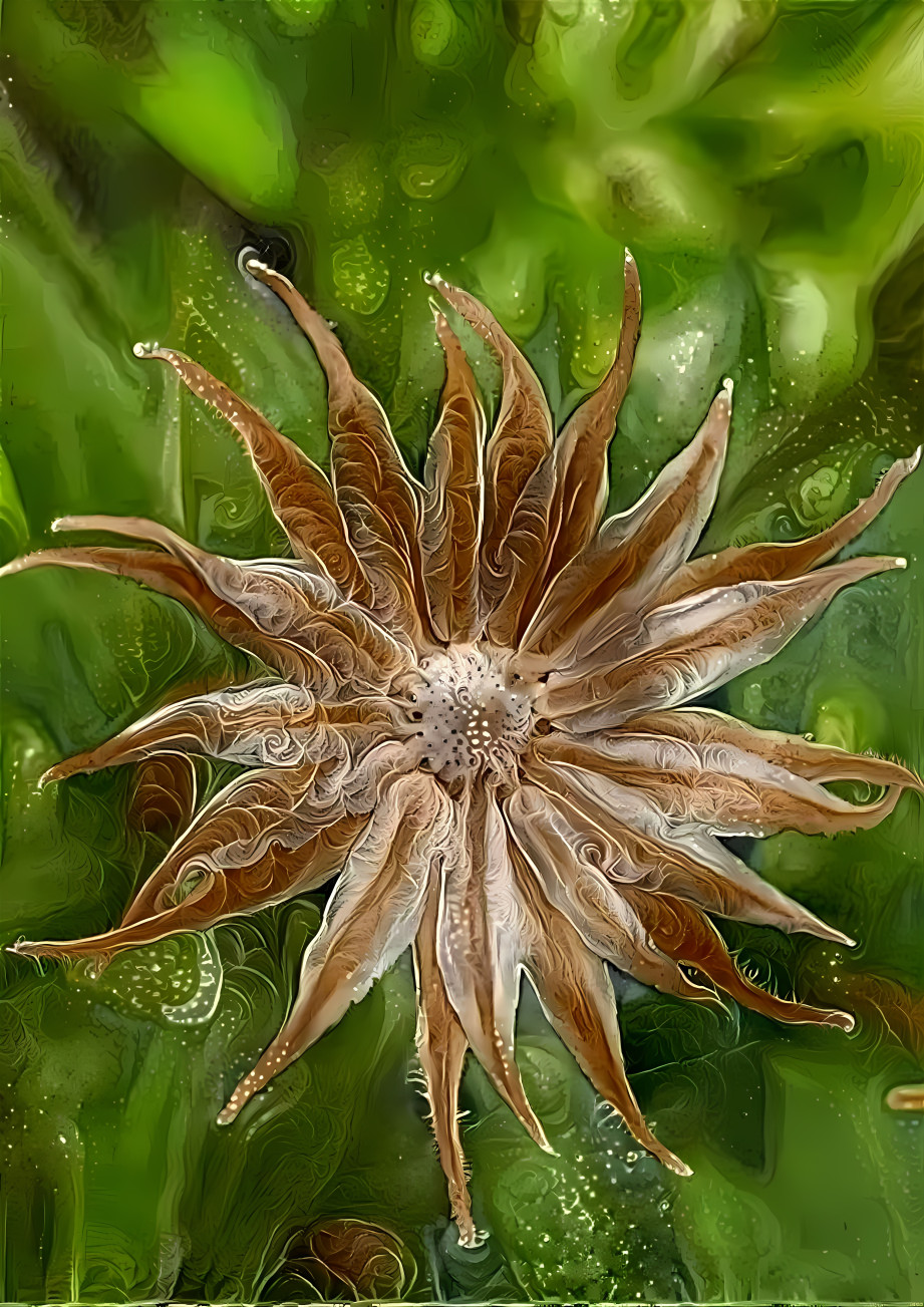 brown medusae flower