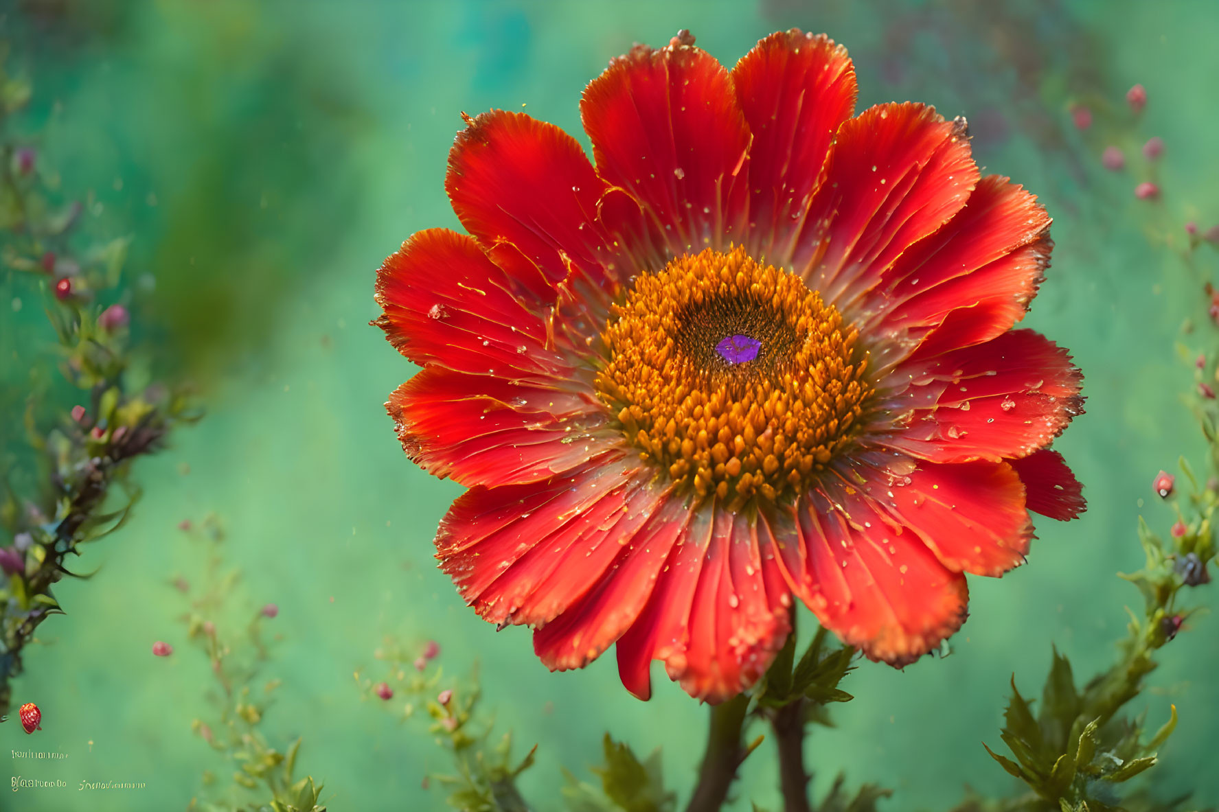 Vibrant red flower with orange center on teal background