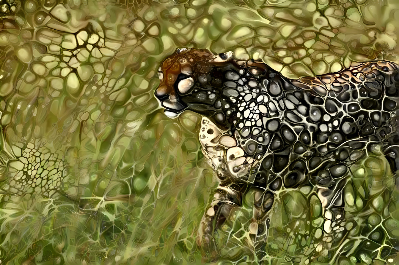 cheetah on hunting