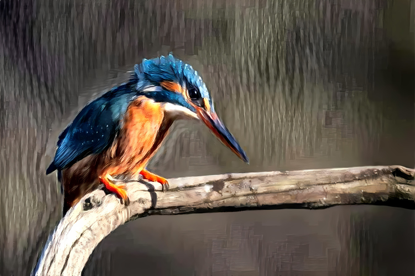 young kingfisher