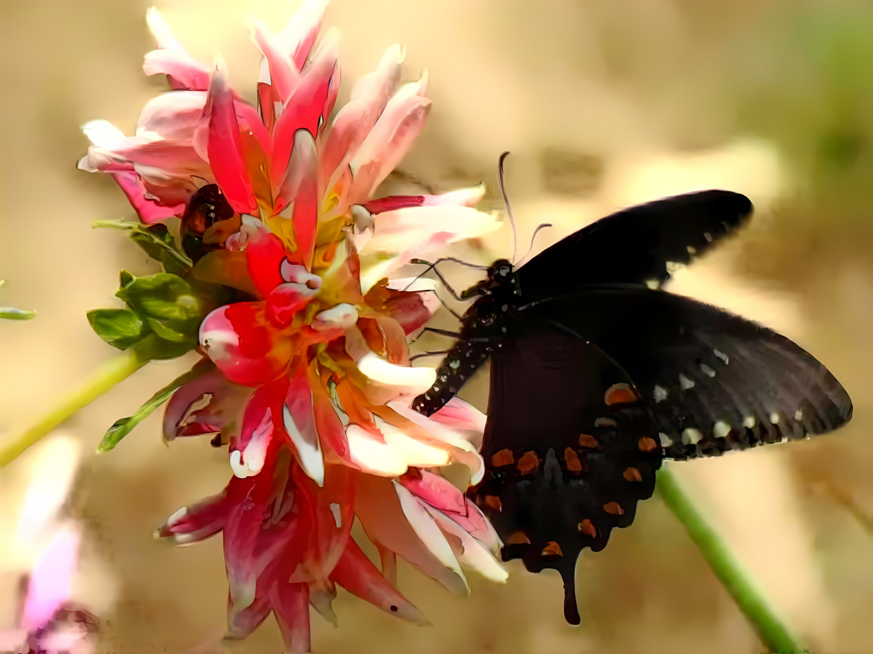 black butterfly