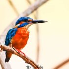 Colorful Kingfisher Bird Perched on Branch in Vibrant Blue and Orange Plumage