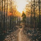 Forest scene with tall trees, golden leaves, textured underbrush, central path, birds, warm sky