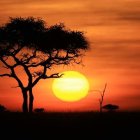 Vibrant sunset with tree silhouette and animals in orange sky