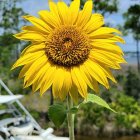 Sunflower with dewdrops on bright petals under clear blue sky