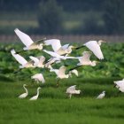 White egrets flying over green field under dramatic sky