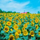 Sunflower Field at Sunrise with Blue Sky and Birds