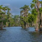 Tropical Landscape Painting with Blue Lake & Diverse Vegetation