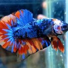 Colorful Betta Fish with Blue and Red Fins Swimming Gracefully