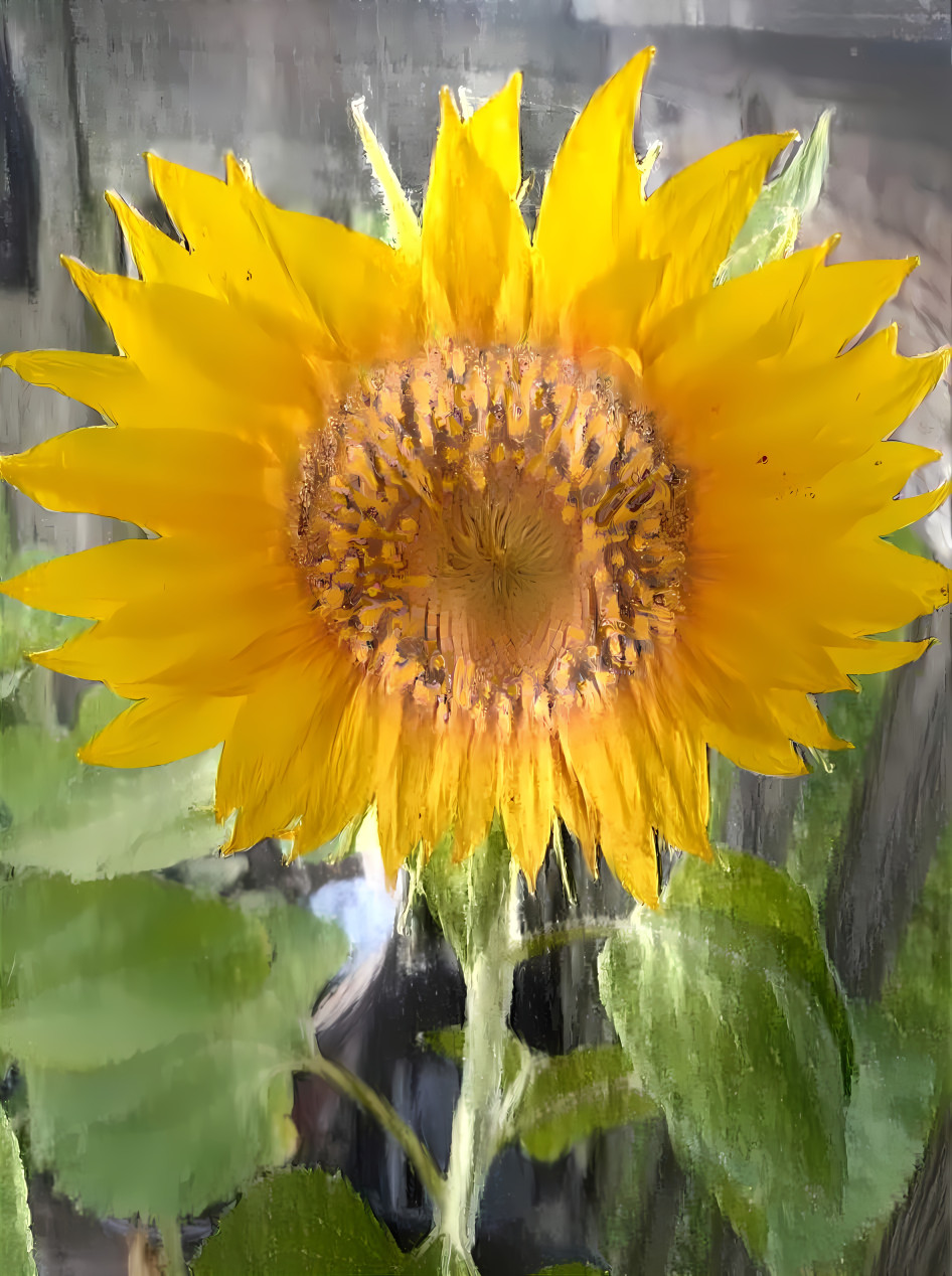 sun flower