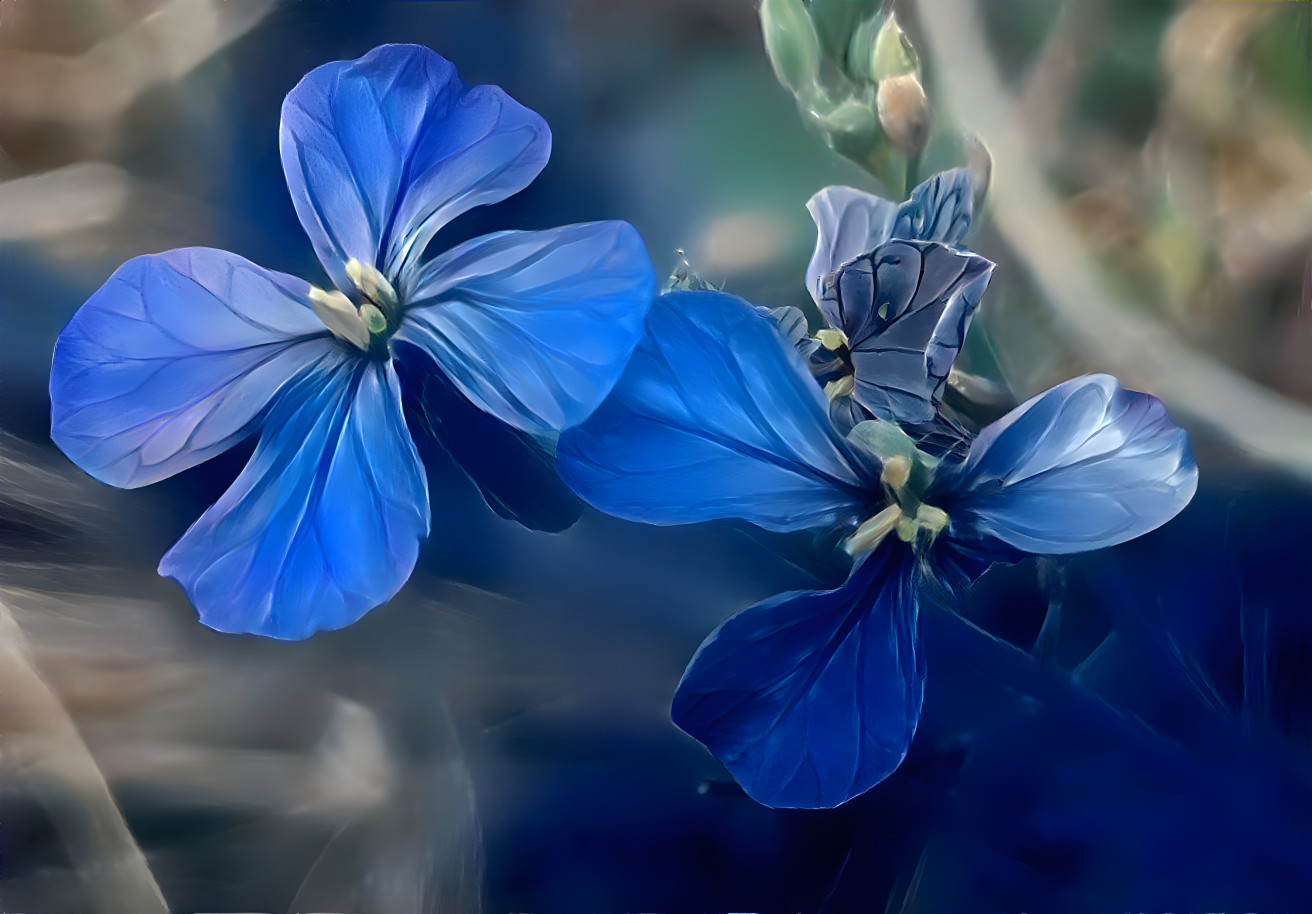 Blue Violets