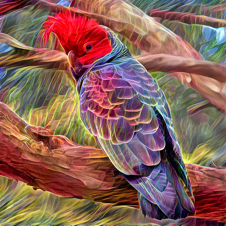 Elusive Red-Headed Rainbow Parrot