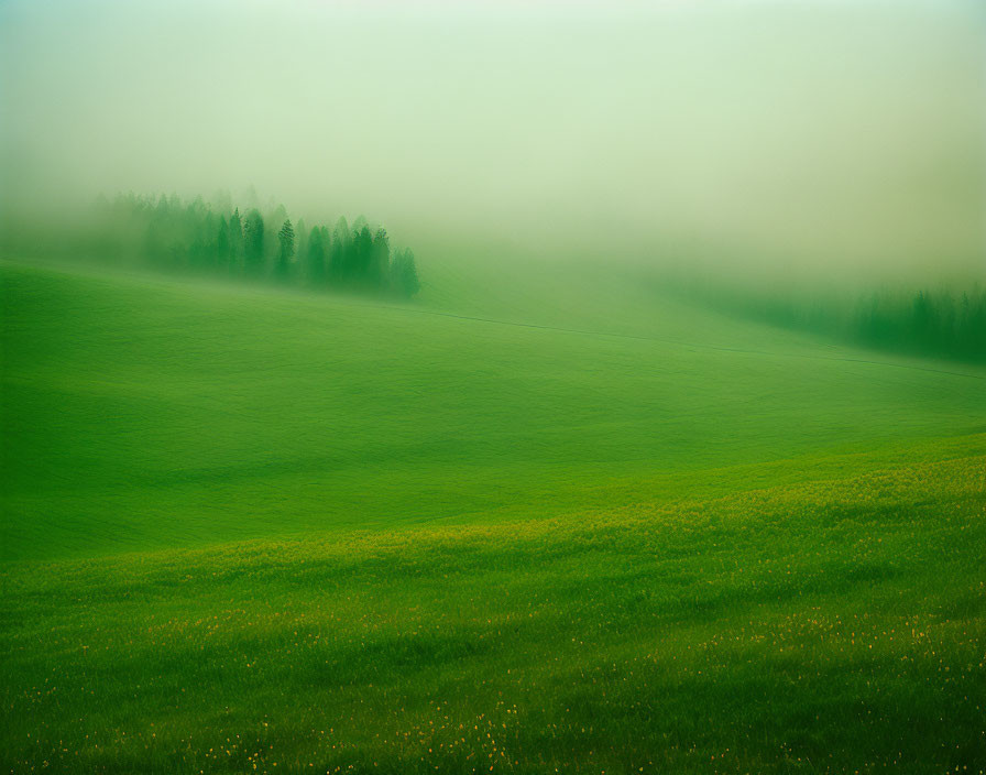 Tranquil green meadow with mist and distant trees