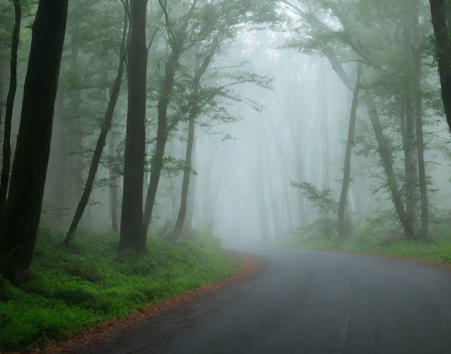 Misty forest road with tall trees and foggy ambiance