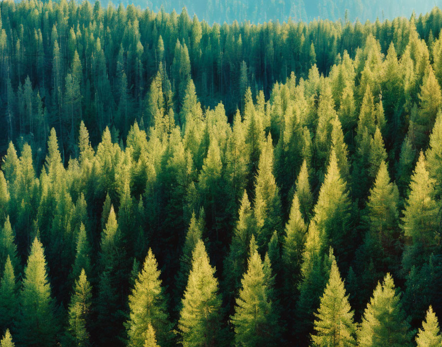 Golden sunlight illuminates lush green forest treetops