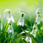 Lush Green Garden with White Flowers on Yellow Background