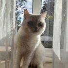 White Cat with Green Eyes and Leaf Patterns Sitting by Window