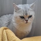 Long-furred grey cat with yellow eyes on grey background