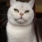 Fluffy White Cat with Green Eyes and Cupcake Background