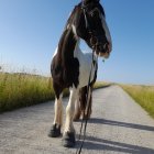 Majestic Black Horse on Gravel Road with Autumn Foliage