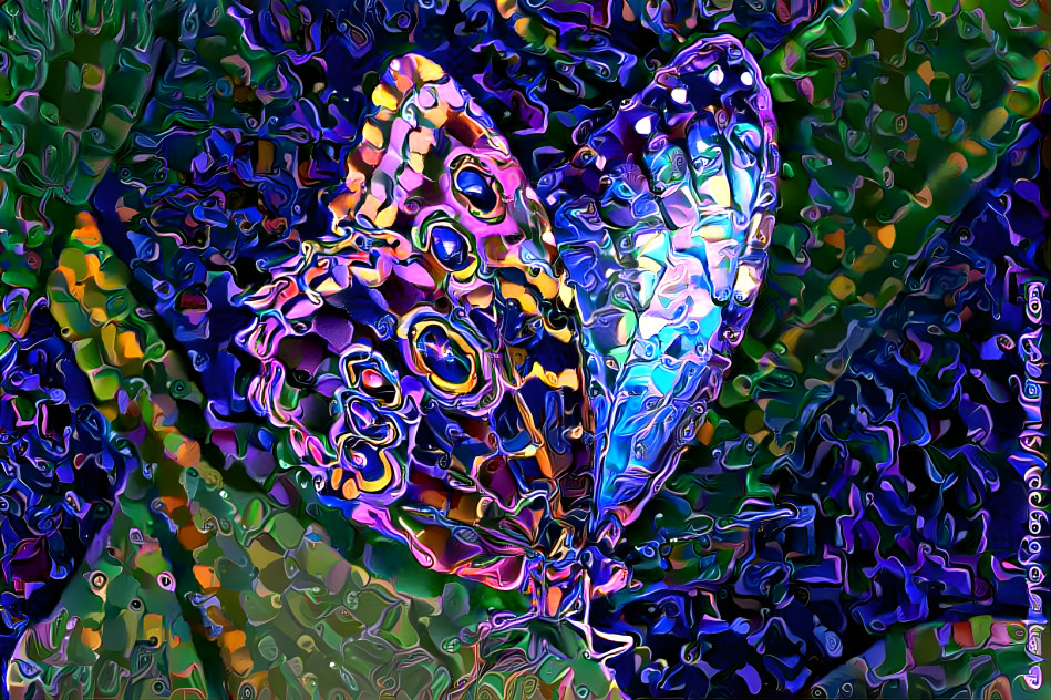 butterfly