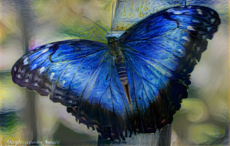 butterfly