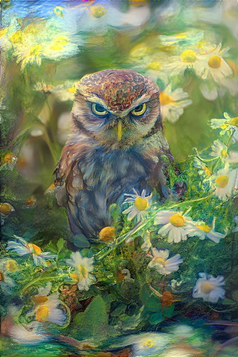 Little Owl