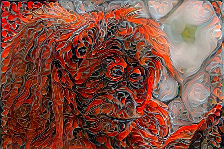 Orangutan 