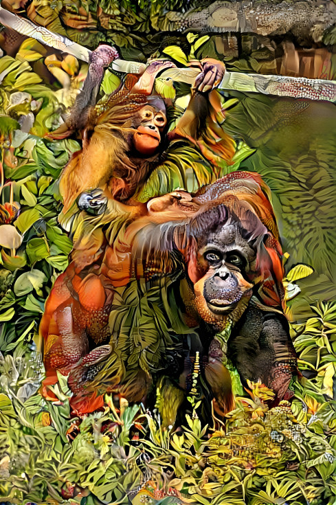 Orangutans 