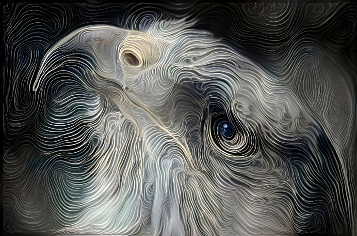 Falcon Abstract 