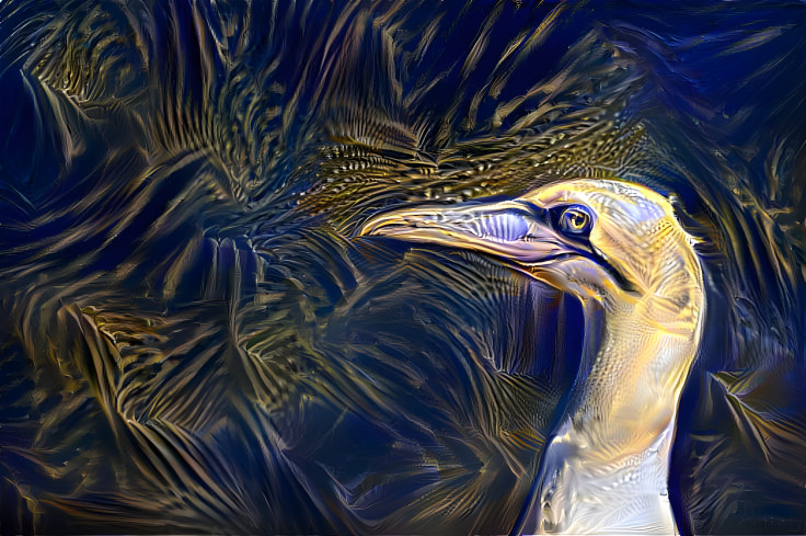 Gannet