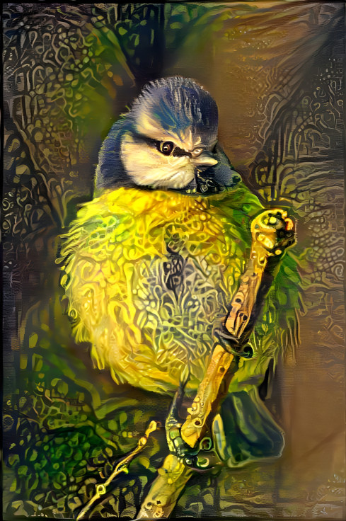 Blue Tit 